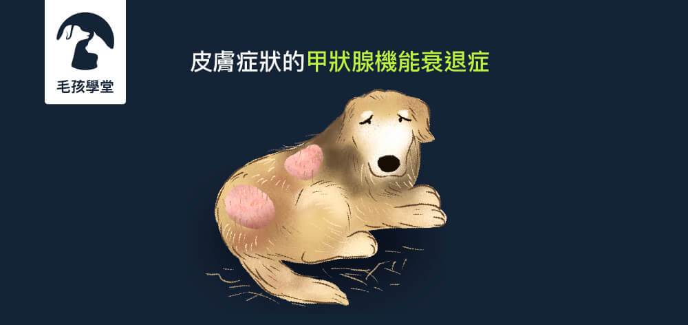 狗狗甲狀腺機能衰退症與皮膚症狀